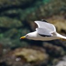 Larus argentatus